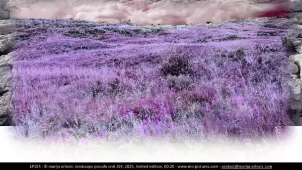 LP194 landscape pseudo real