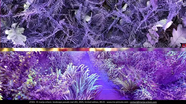 LP201 landscape pseudo real