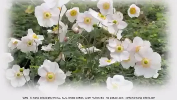 FL001 flowers 001